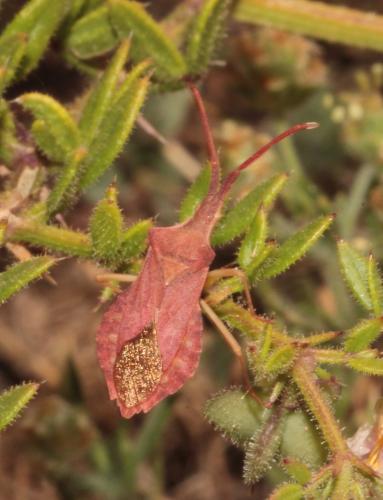 Réf. 244 281 : Haploprocta sulcicornis